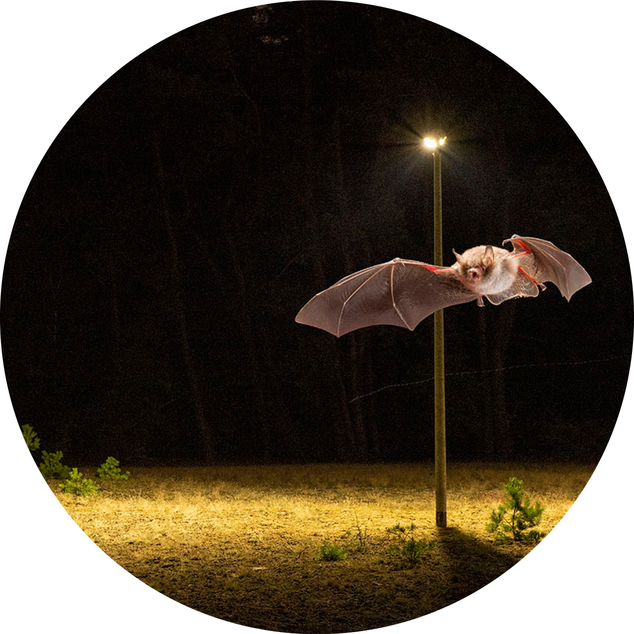 Bat flying with eco-friendly lighting behind